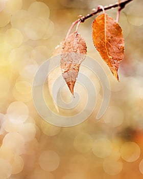 Yellow orange autumn leaf with raindrops close up on blurred natural background with bokeh. Rainy weather at september