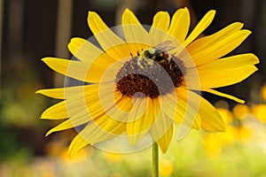 A yellow and orange bee on a sunflower