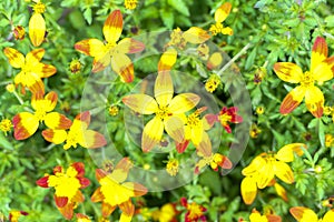 Yellow and orange bidens flowers photo
