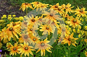 Yellow Orange Black-Eyed Susan`s in a Flower Garden
