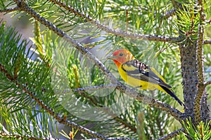 Western Tanager perched on pine tree. photo
