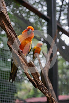 Yellow, orange, blue and green color parrot is standing on the b