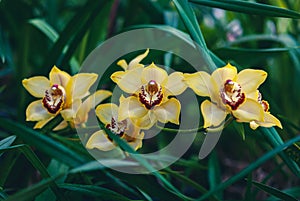 Yellow-orange boat orchid flowers Cymbidium devonianum in orchid garden photo