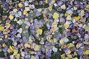 Yellow, Orange and brown Autumn Leaves Background