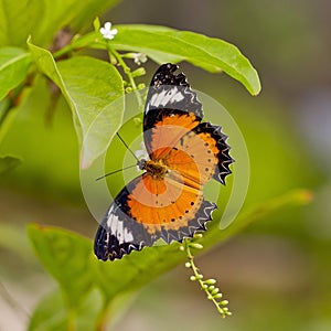 Yellow-orange butterfly