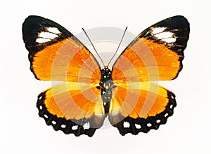 Yellow, orange butterfly, Euphaedra ruspina isolated on white, Collection, butterflies, Lepidoptera, Nymphalidae