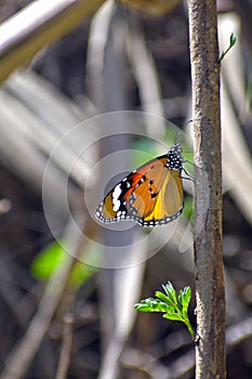 Yellow orange butterfly sitting on tree branch.