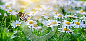 The yellow orange butterfly is on the white pink flowers in the green grass fields photo