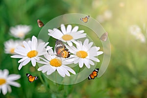 The yellow orange butterfly is on the white pink flowers in the green grass fields