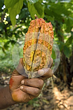 Yellow-orange cacao fruit, Fresh cocoa pod in hands with a cocoa