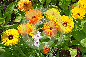 Yellow and orange calendula Lat. Calendula officinalis blooms in a flower bed in the garden