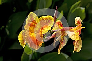 Yellow orange Canna flower