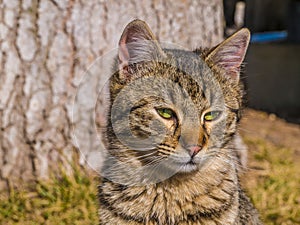 Yellow orange cat portrait. Beautiful pet.