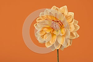 Yellow and orange chrysant flower on a orange background