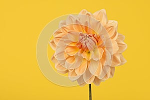 Yellow and orange chrysant flower on a yellow background