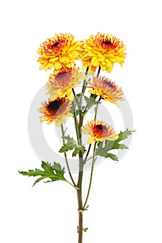 Yellow and orange chrysanthemum flowers