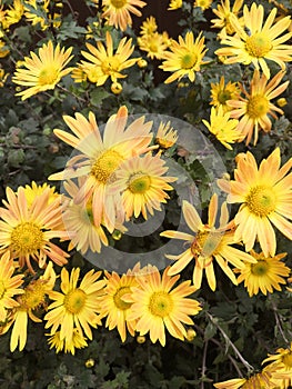 Yellow orange chrysanthemum flowers close-up autumn. Natural background and wallpaper