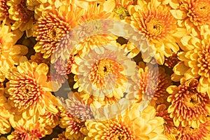 Yellow Orange Chrysanthemum or Mums Flowers with Natural Light Background photo