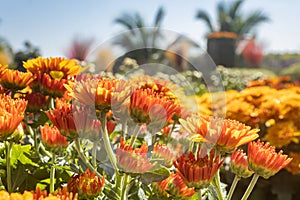 Yellow Orange Chrysanthemum or Mums Flowers with Natural Light on Side View