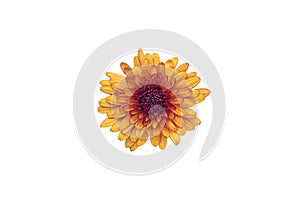 Yellow and orange Chrysanthemums blossom isolated on white background