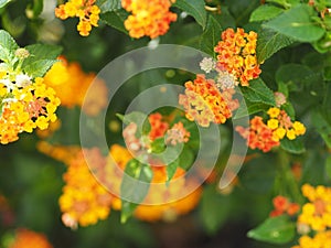 Yellow and orange color flower Lantana camara, Verbenaceae blooming in garden on blurred of nature background