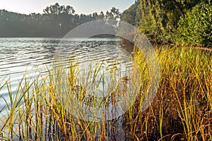 Yellow and orange colored leaves of reeds and rushes at the edge