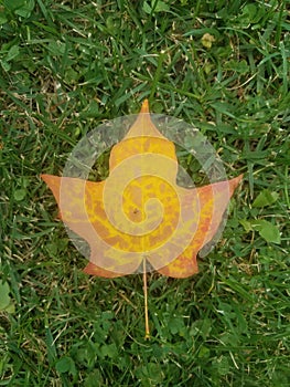 Yellow and orange colored maple leaf lays on the lawn signally that autumn has arrived.