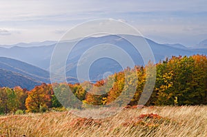 Yellow-orange colors of the autumn forest in the background of r