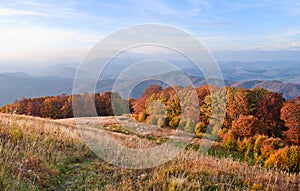 Yellow-orange colors of the autumn forest in the background of r