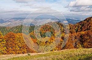 Yellow-orange colors of the autumn forest in the background of r