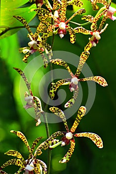 Yellow with orange colour orchid with green background