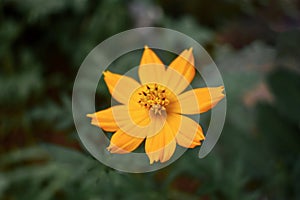 Yellow Orange Coreopsis Tickseed Flower