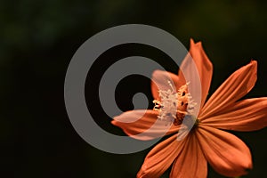 Yellow Orange Coreopsis Tickseed Flower Closeup