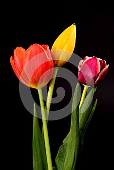 Yellow, Orange, and Crimson Tulips