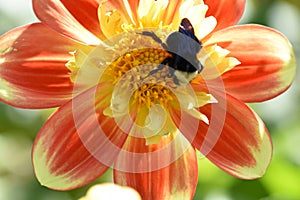 A yellow and orange Dahlia with a Cuckoo bumblebee.