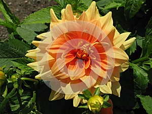 Yellow orange dahlia flower