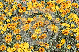 Yellow and orange daisies