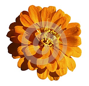 Yellow-orange daisy flower isolated on white background with clipping path. Closeup.