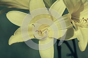 Yellow and orange day-lily garden flowers growning under sunlight. Daylily Hemerocallis flower closeup. Vivid