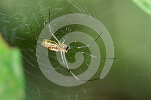 Yellow and orange female Golden orb-web spider Nephila spp. sitting on a web, Madagascar