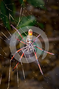 Yellow and orange female Golden orb-web spider Nephila spp. sitting on a web, Madagascar