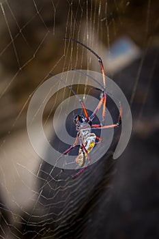 Yellow and orange female Golden orb-web spider Nephila spp. sitting on a web, Madagascar