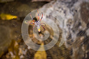 Yellow and orange female Golden orb-web spider Nephila spp. sitting on a web, Madagascar