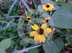 yellow-orange flower on a background of green plants.