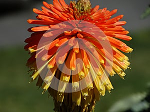Yellow and orange flower that blooms out west.