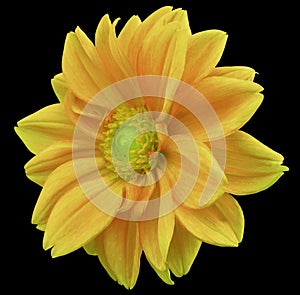 Yellow-orange flower dahlia, black background with clipping path. Closeup. no shadows. yellow-green center. side view.