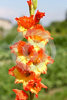 Yellow-orange flower of a gladiolus