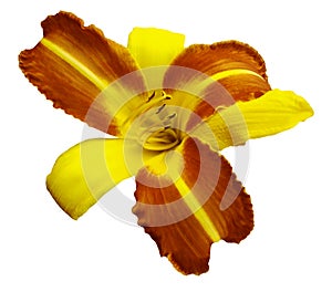 Yellow-orange flower lily on white isolated background with clipping path no shadows. Closeup.