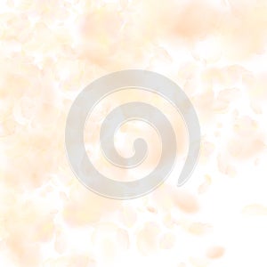 Yellow orange flower petals falling down. Unequaled romantic flowers gradient. Flying petal on white