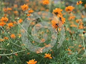 Yellow orange flowers